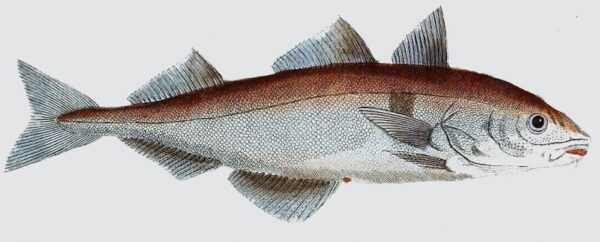 Pescado eglefino: características, dieta, cría y usos