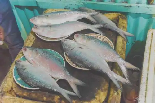 Pez Hilsa: una especie de pez muy preciada en Bangladesh y el sur de Asia