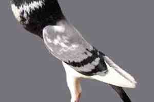 Pigmy Pouter Pigeon: características, usos e información de la raza