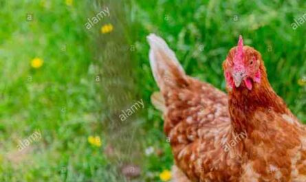 Pollo afeitadora roja: características, temperamento e información de raza completa