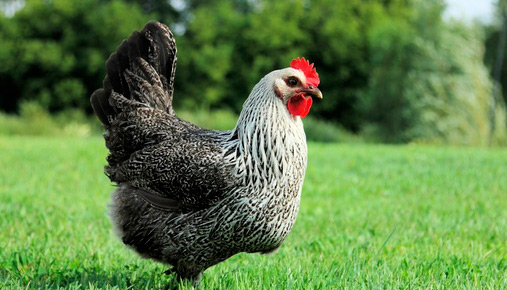 Pollo azul de Iowa: características, temperamento e información de raza completa