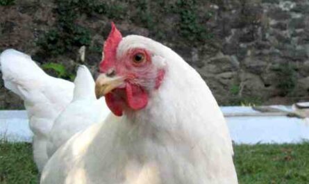 Pollo blanco de Rhode Island: características e información completa