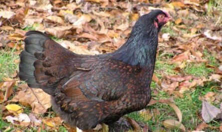 Pollo de Cornualles: características, temperamento e información de raza completa