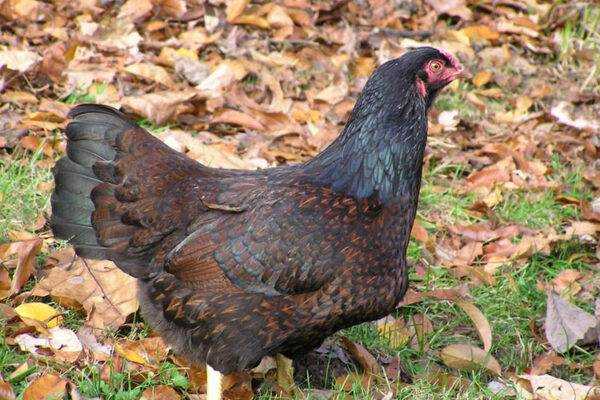 Pollo de Cornualles: características, temperamento e información de raza completa