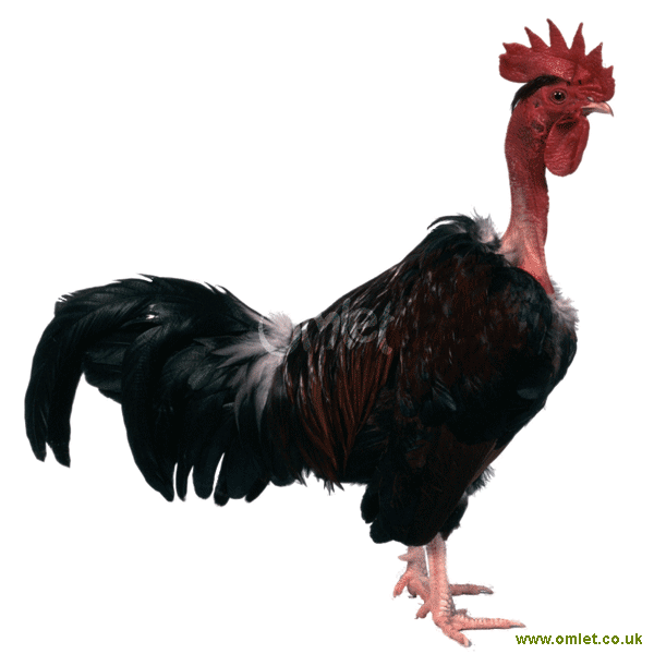 Pollo de cuello desnudo: características, temperamento e información de raza completa