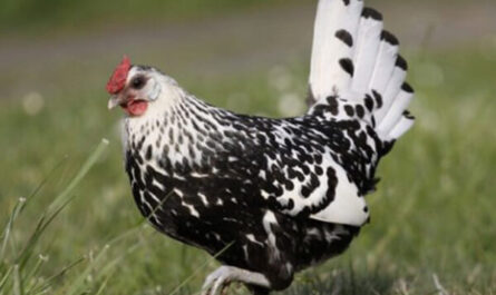 Pollo de Hamburgo: características, temperamento e información de raza completa