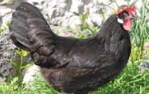 Pollo español negro cara blanca: características e información de raza completa