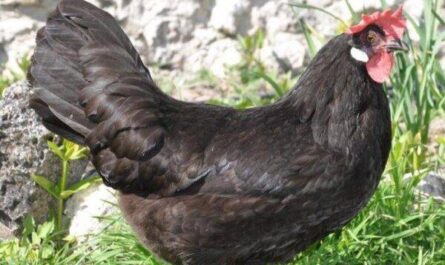 Pollo español negro cara blanca: características e información de raza completa