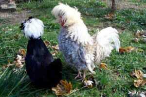 Pollo frizzle: características, temperamento e información de raza completa
