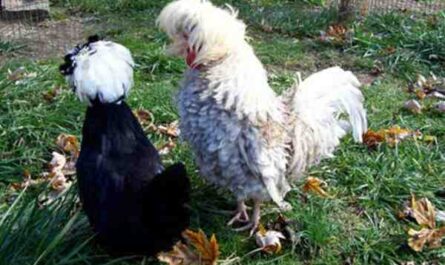 Pollo frizzle: características, temperamento e información de raza completa