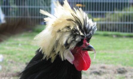 Pollo gallo holandés: características, temperamento e información de raza completa