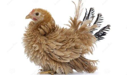 Pollo gallo japonés: características, temperamento e información de raza completa