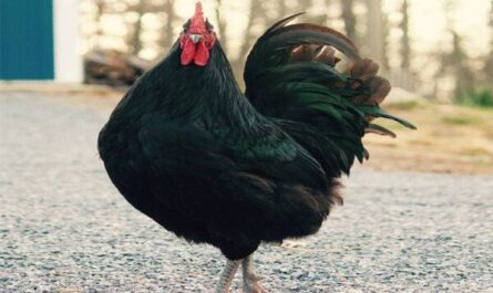 Pollo gigante de Jersey: características, temperamento e información de raza completa