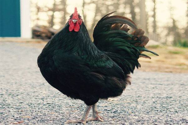 Pollo gigante de Jersey: características, temperamento e información de raza completa