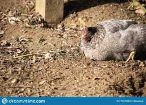 Pollo gris de California: características, temperamento e información de raza completa