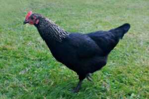 Pollo gris de Norfolk: características, temperamento e información de raza completa