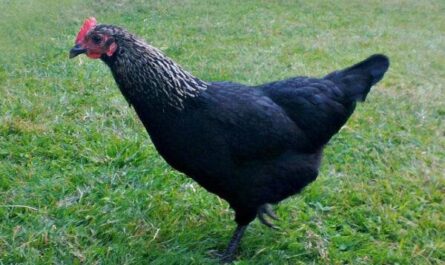 Pollo gris de Norfolk: características, temperamento e información de raza completa