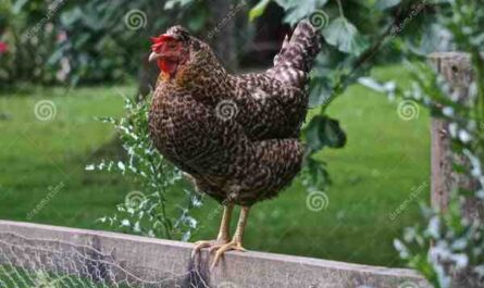 Pollo gris escocés: características, temperamento e información de raza completa