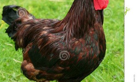 Pollo rojo de Rhode Island: características e información de raza completa