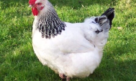 Pollo Sussex moteado: características, temperamento e información de raza completa