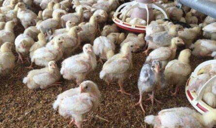 Pollos en crecimiento: qué es criar pollos y cómo criarlos
