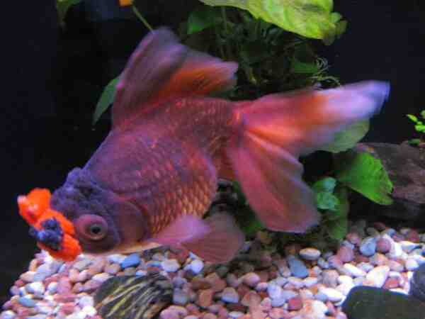 Pompom Goldfish: características, dieta, cría y usos