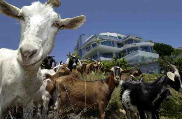 Por qué las cabras amistosas se convierten en cabras malas: por qué cambia el comportamiento de las cabras