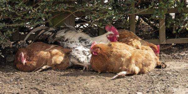 Problemas con las gallinas ponedoras: evite los problemas comunes de las gallinas ponedoras