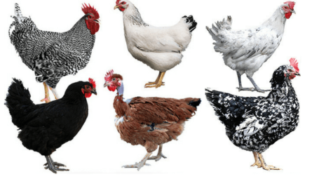 Razas de aves de corral mediterráneas: pollos criados en la zona mediterránea