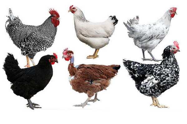 Razas de aves de corral: diferentes razas de pollos para la cría
