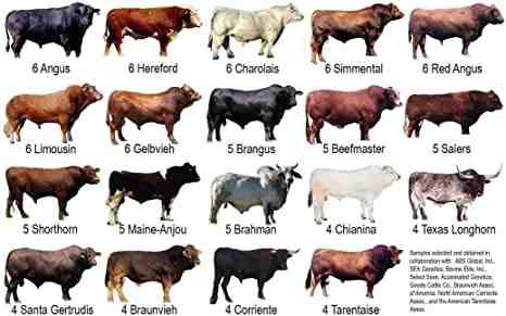 Razas de carne de cabra: 10 mejores razas para la producción de carne