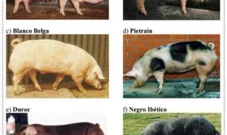 Razas de cerdos: las mejores razas para el negocio de la cría de cerdos