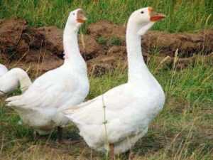 Razas de gansos: razas populares y comunes seleccionadas para carne y huevos