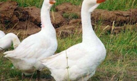 Razas de gansos: razas populares y comunes seleccionadas para carne y huevos