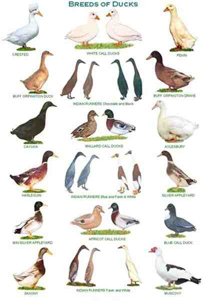 Razas de patos: diferentes razas de patos para la cría