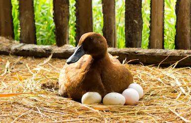 Razas de patos ponedores de huevos: diferentes patos para la producción de huevos