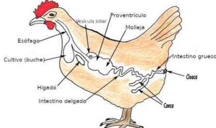 Sistema digestivo del pollo: el sistema digestivo de las aves de corral