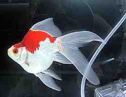 Tamasaba Goldfish: características, dieta, crianza y usos