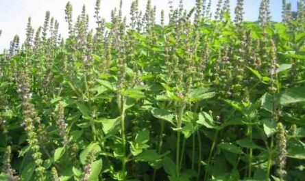 Agricultura Tulsi: Plan de cultivo de albahaca sagrada para principiantes