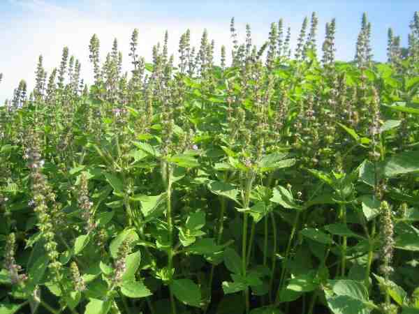 Agricultura Tulsi: Plan de cultivo de albahaca sagrada para principiantes