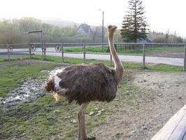 Vivienda de avestruz: Cómo hacer un refugio para avestruces