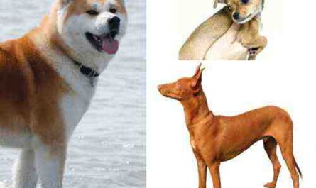 10 chiens les plus rentables à élever et à vendre pour de l'argent