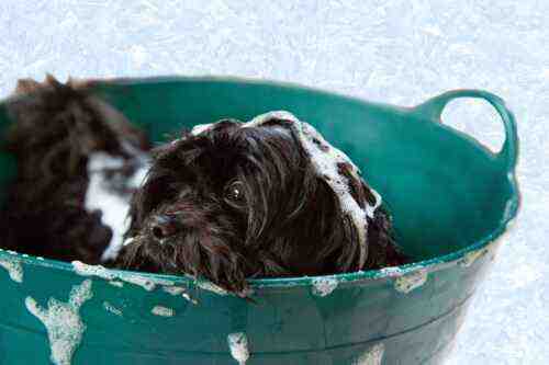 150 idées de noms de toilettage pour chiens qui stimulent les ventes