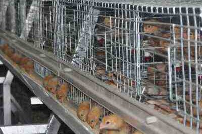 Cage à batterie versus système de litière profonde - Pourquoi les cages à oiseaux sont-elles meilleures?