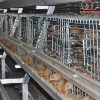 Cage à batterie versus système de litière profonde – Pourquoi les cages à oiseaux sont-elles meilleures?