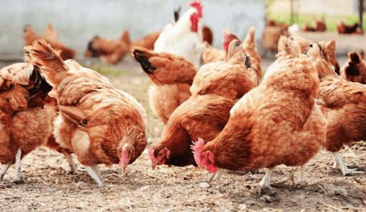 Combien coûte l'ouverture d'une ferme avicole?