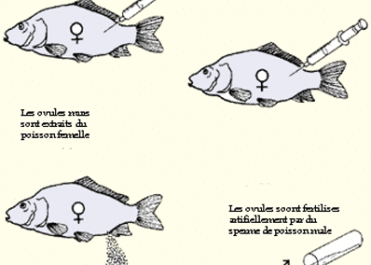 Comment choisir un poisson-chat mâle et femelle à éclore - identification