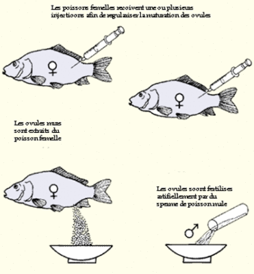 Comment choisir un poisson-chat mâle et femelle à éclore - identification