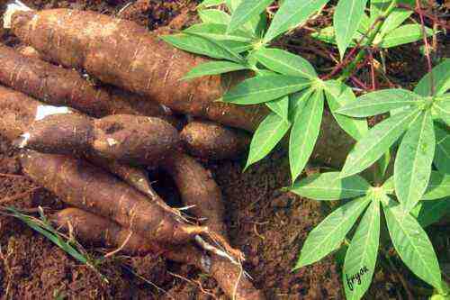 Comment démarrer une entreprise de culture de manioc au Nigeria
