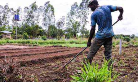 Comment obtenir un prêt agricole au Nigeria - conditions, demande, enregistrement